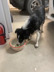 Reunited Male Dog last seen 14th, Fortuna Foothills, AZ 85367