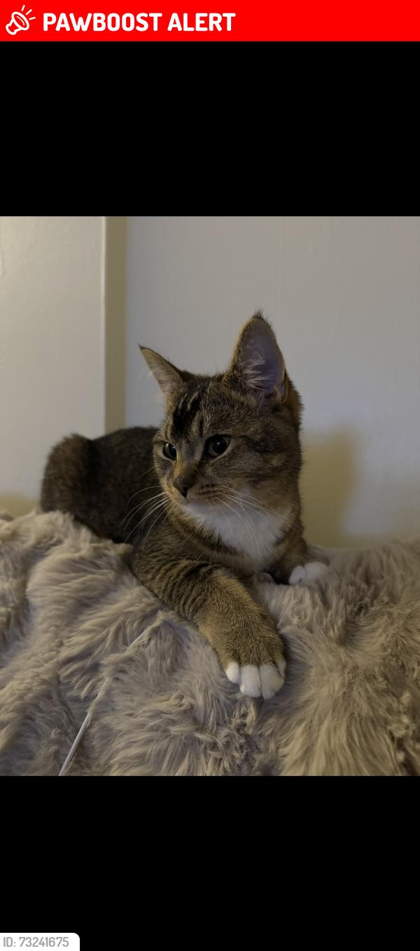 Lost Male Cat last seen B28 9lu, West Midlands, England B28 9LU