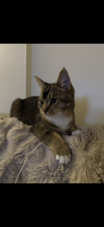 Lost Male Cat last seen B28 9lu, West Midlands, England B28 9LU