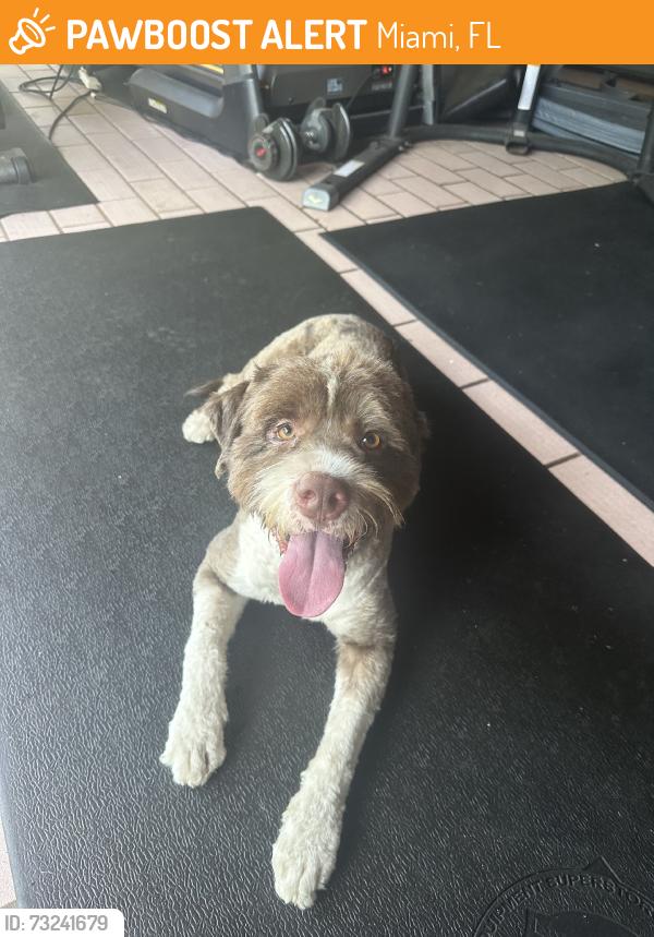 Found/Stray Male Dog last seen Near ave, Miami, FL 33176