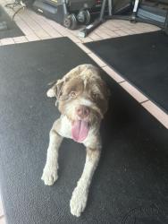 Found/Stray Male Dog last seen Near ave, Miami, FL 33176