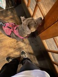 Found/Stray Female Dog last seen Spyhouse Coffee, Minneapolis, MN 55413