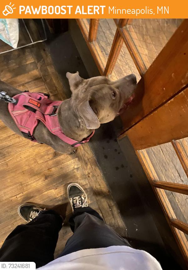 Found/Stray Female Dog last seen Spyhouse Coffee, Minneapolis, MN 55413