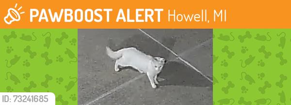 Found/Stray Unknown Cat last seen Cullen Rd and 59, Howell, MI 48855