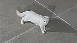 Found/Stray Unknown Cat last seen Cullen Rd and 59, Howell, MI 48855
