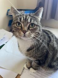 Lost Female Cat last seen Blenheim gardens, Greater London, England CR2 9AD