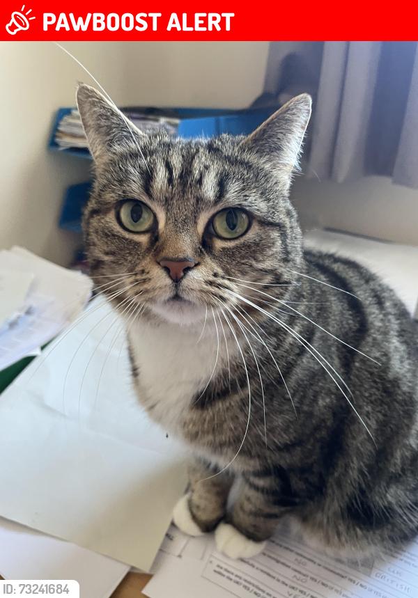 Lost Female Cat last seen Blenheim gardens, Greater London, England CR2 9AD