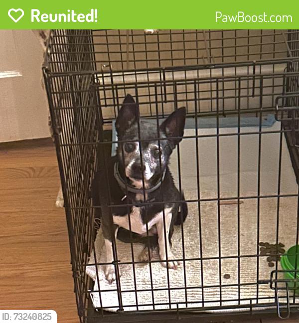 Reunited Female Dog last seen Woodland and Tarleton, Burlington, NC 27215