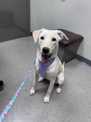 Reunited Female Dog last seen Woodstock: Victoria/BellsFerry, Woodstock, GA 30189