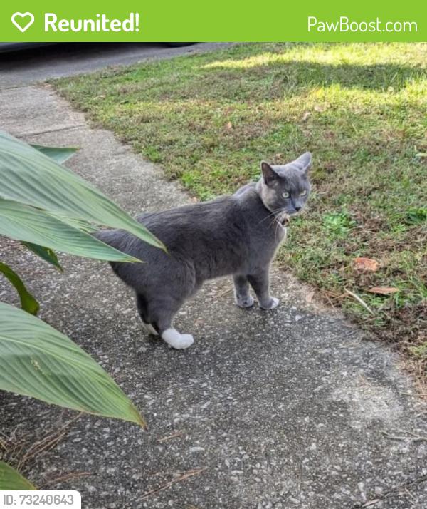 Reunited Female Cat last seen hedingham neighborhood, Raleigh, NC 27604