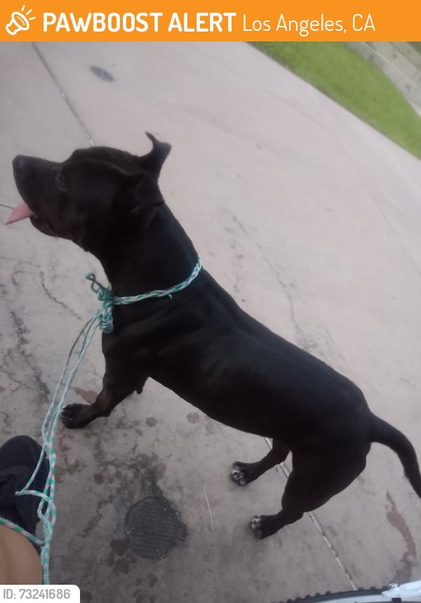 Found/Stray Male Dog last seen Opp and Wilmington boulevard, Los Angeles, CA 90744