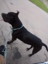 Found/Stray Male Dog last seen Opp and Wilmington boulevard, Los Angeles, CA 90744