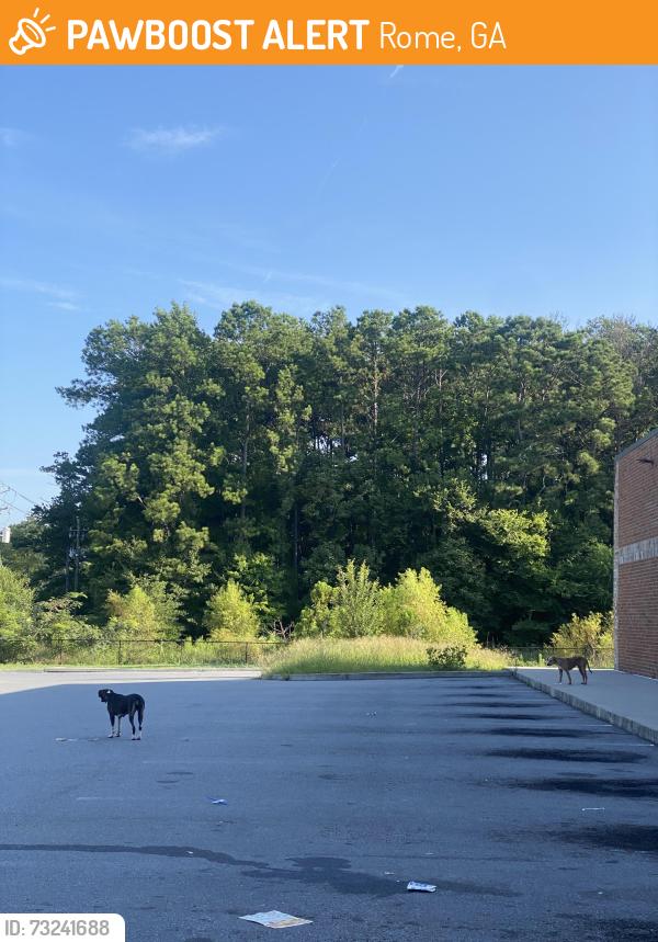 Found/Stray Unknown Dog last seen In the Dollar General parking lot, Rome, GA 30165