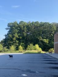Found/Stray Unknown Dog last seen In the Dollar General parking lot, Rome, GA 30165