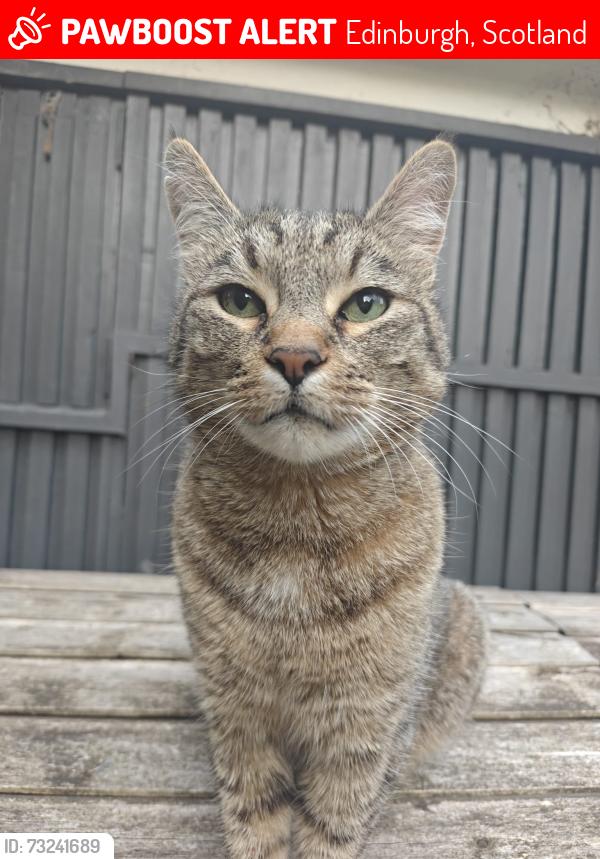Lost Male Cat last seen Gogarbank Edinburgh, Edinburgh, Scotland EH12 9DE