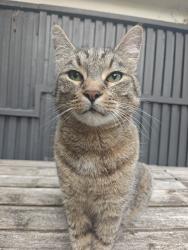 Lost Male Cat last seen Gogarbank Edinburgh, Edinburgh, Scotland EH12 9DE