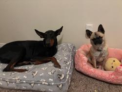 Reunited Male Dog last seen Near Chris forbes, Socorro, TX 79927