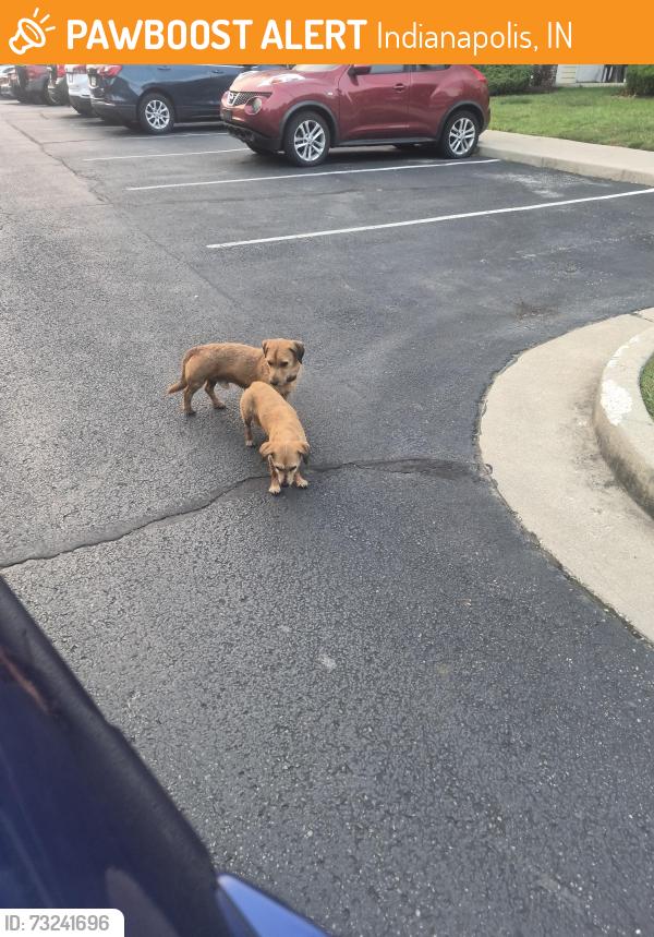Found/Stray Female Dog last seen Pleasant Run and Shelby, Indianapolis, IN 46203