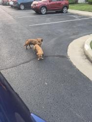 Found/Stray Female Dog last seen Pleasant Run and Shelby, Indianapolis, IN 46203