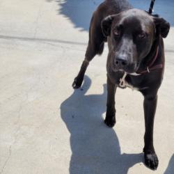Shelter Stray Male Dog last seen , 957 N Gaffey St, San Pedro, CA 90731, USA