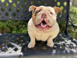 Shelter Stray Female Dog last seen , 957 N Gaffey St, San Pedro, CA 90731, USA