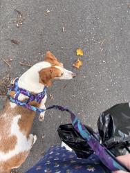 Reunited Female Dog last seen Poplar hill and fairway, Annapolis, MD 21409