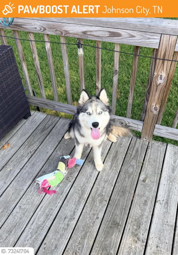 Found/Stray Unknown Dog last seen Mona Lisa’s Gelato, Johnson City, TN 37604