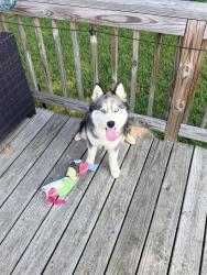 Found/Stray Unknown Dog last seen Mona Lisa’s Gelato, Johnson City, TN 37604