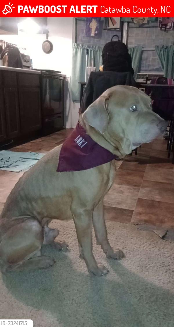 Lost Male Dog last seen Cindi Ln, Catawba County, NC 28610