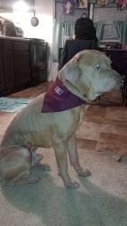 Lost Male Dog last seen Cindi Ln, Catawba County, NC 28610