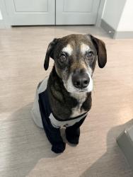Lost Male Dog last seen Eilan, San Antonio, TX 78256