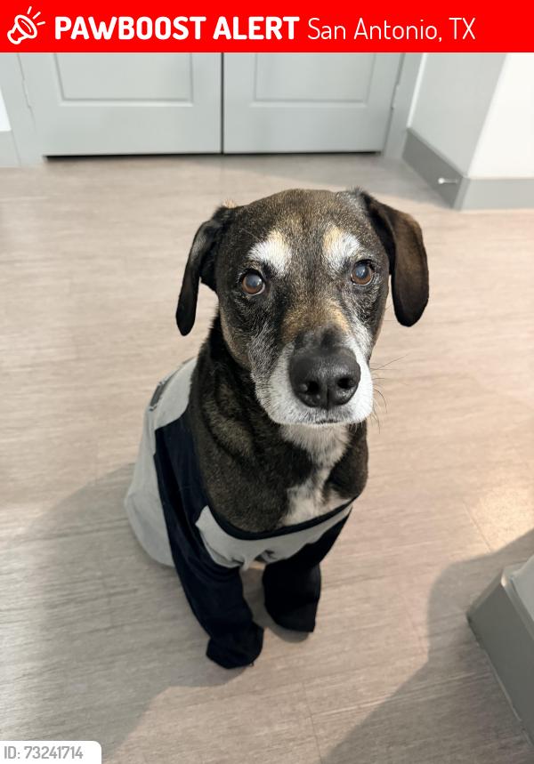 Lost Male Dog last seen Eilan, San Antonio, TX 78256