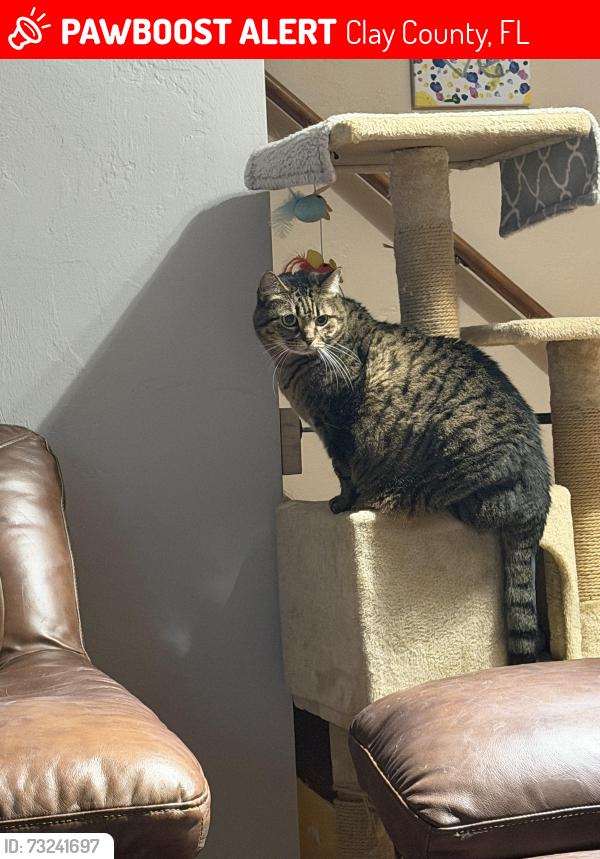 Lost Female Cat last seen Trawick Rd & 315C, Clay County, FL 32656
