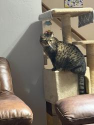 Lost Female Cat last seen Trawick Rd & 315C, Clay County, FL 32656