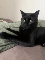Reunited Male Cat last seen Fournier St, Oxnard, CA 93033