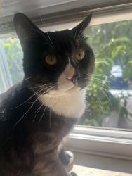 Lost Male Cat last seen Near st & Main st by Sunset Community Centre, Vancouver, BC V5X 3H4