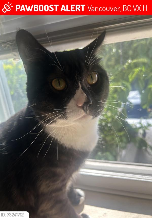 Lost Male Cat last seen Near st & Main st by Sunset Community Centre, Vancouver, BC V5X 3H4