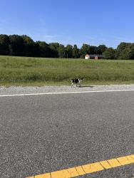 Found/Stray Unknown Dog last seen Endicott Rd, Colfax, NC 27235