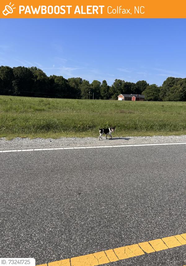 Found/Stray Unknown Dog last seen Endicott Rd, Colfax, NC 27235