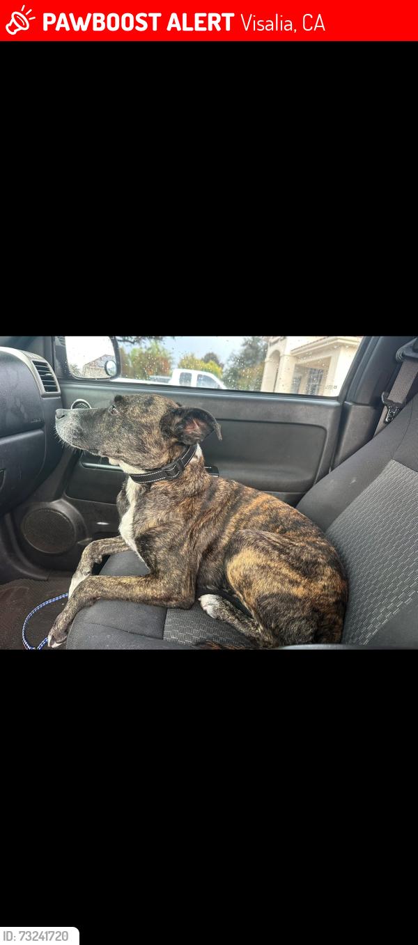 Lost Female Dog last seen Shirk Rd near the 198, Visalia, CA 93291