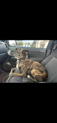 Lost Female Dog last seen Shirk Rd near the 198, Visalia, CA 93291