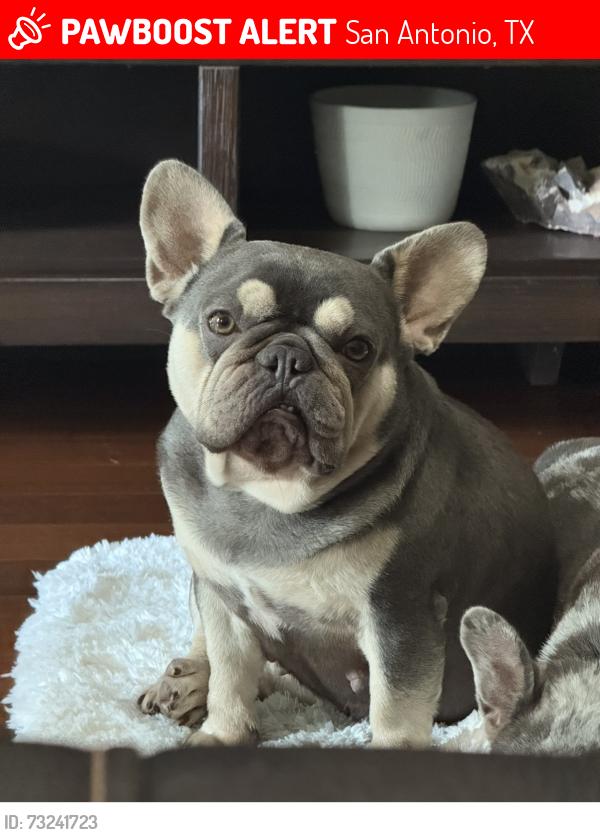 Lost Female Dog last seen Bill millers on new Braunfels and Mason st, San Antonio, TX 78208