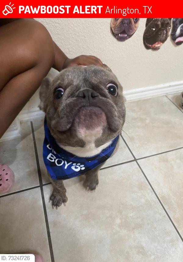 Lost Male Dog last seen Country club & Collins, Arlington, TX 76002