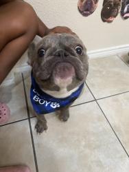 Lost Male Dog last seen Country club & Collins, Arlington, TX 76002