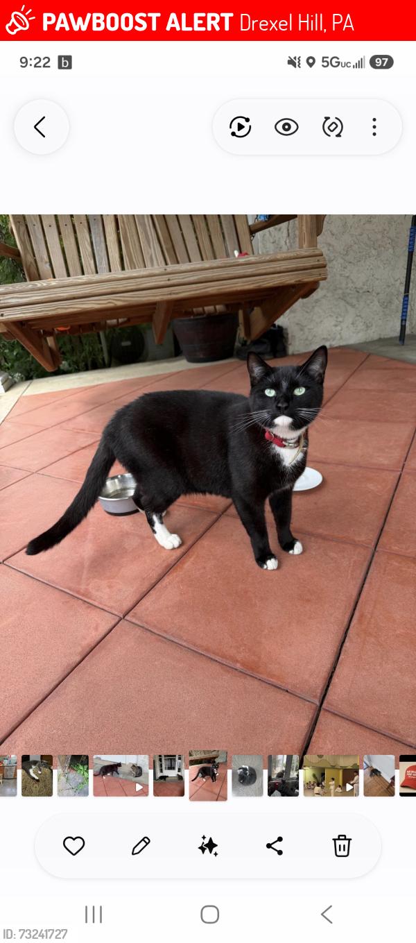 Lost Male Cat last seen Huey, Drexel Hill, PA 19026