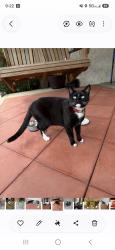 Lost Male Cat last seen Huey, Drexel Hill, PA 19026
