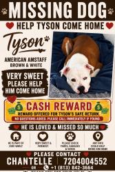 Lost Male Dog last seen Colfax, Lakewood, CO 80215