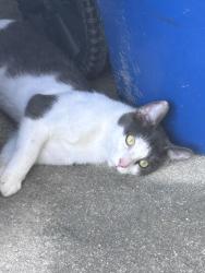 Found/Stray Female Cat last seen Rock Quarry Road and Trassacks Drive, Raleigh, NC 27610