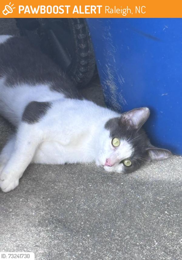 Found/Stray Female Cat last seen Rock Quarry Road and Trassacks Drive, Raleigh, NC 27610