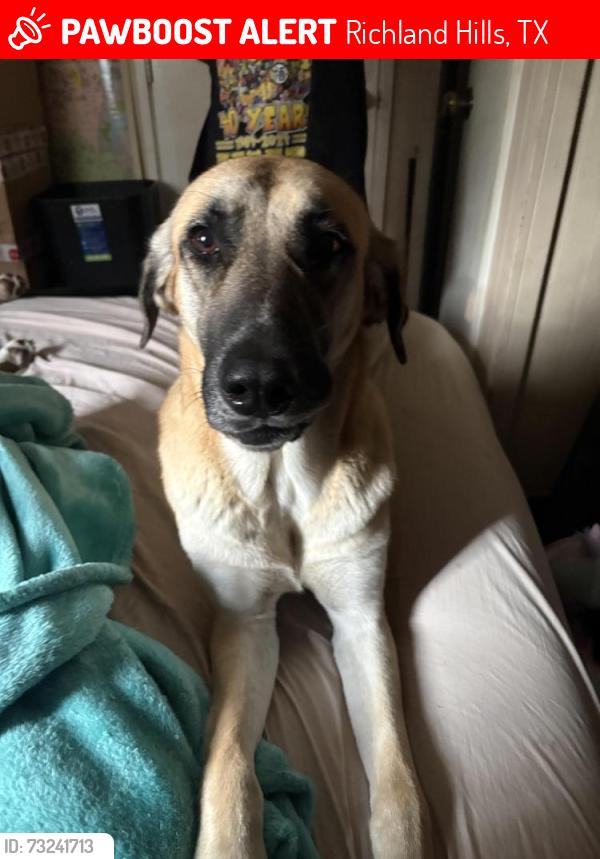 Lost Female Dog last seen Latham, Richland Hills, TX 76118
